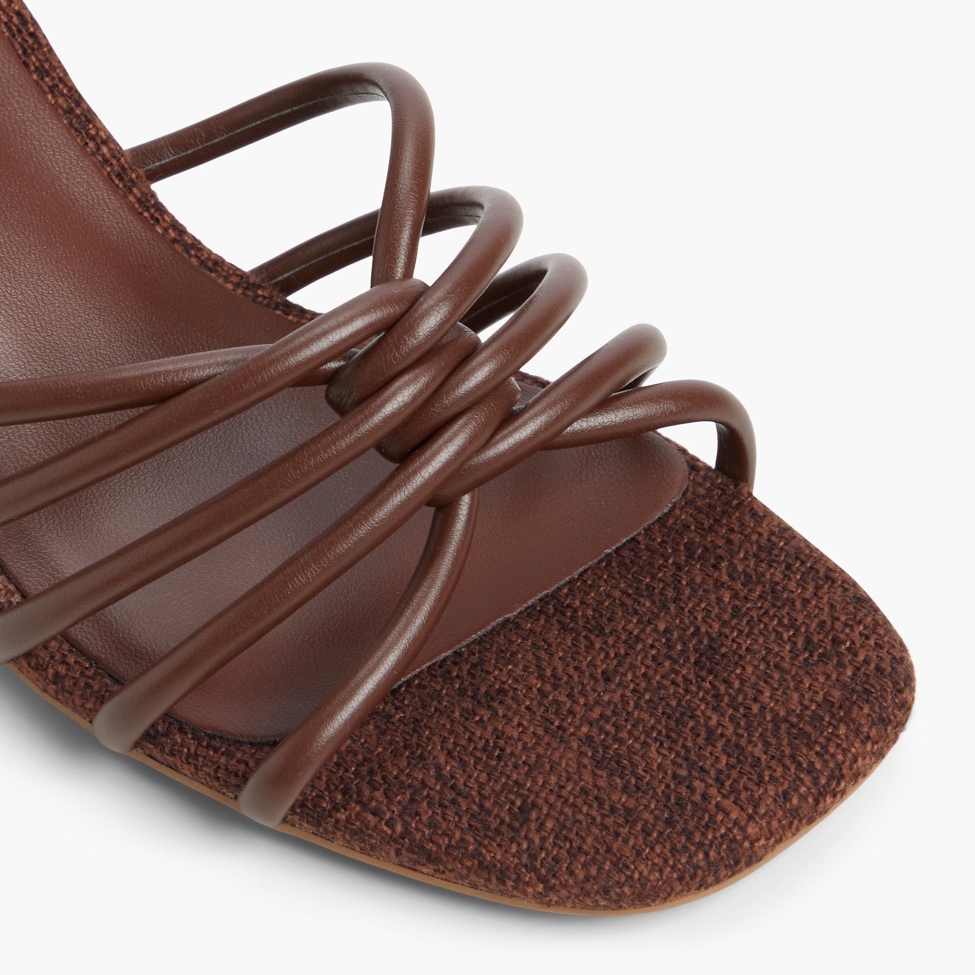 Close-up of the Brown Tammie
